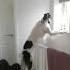 Skinwalker Disguised As Animals PRT 5 Viral Ytshorts